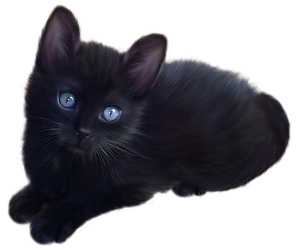 a cute black kitten
